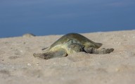 Desovaron más de 314 mil huevos; nuevo récord de Tamaulipas en liberación de crías de tortuga ...