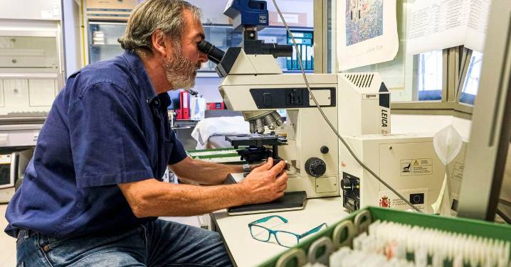 Detectan retrasos del desarrollo cerebral en niños infectados por el Covid durante el embarazo