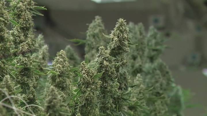 Ohio marks $702.5 million in marijuana sales in first year