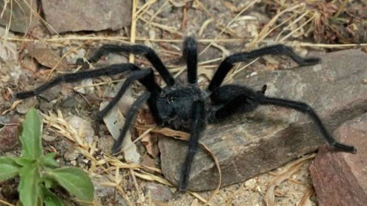 Descubren una nueva tarántula con genitales de tamaño récord para evitar ser devorada durante el apareamiento