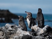 Más de medio siglo de monitoreo revela sorprendente resiliencia de pingüino de Galápagos