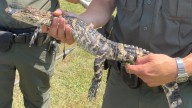 Juvenile alligator safely captured from New York pond; investigation ongoing