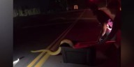 ALERT DESK: Large python wrangled in Newberry County