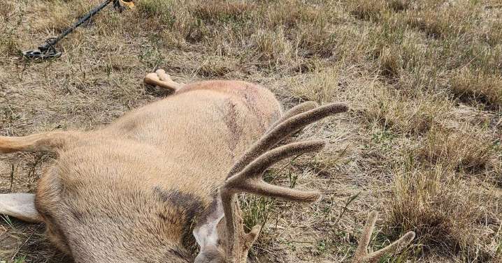 Two mule deer bucks left for dead and to waste near Volborg