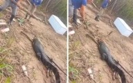 Chaco: se filmaron matando un yacaré, el video se viralizó y fueron detenidos