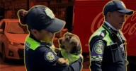 Aquiles ya 'agarró hueso'… hasta ser adoptado 