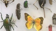 Bug lover? Natural History Museum of Utah hosts BugFest this weekend