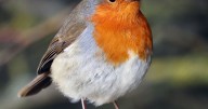 Wildlife lovers urged to leave 8 things out for robins 'as soon as possible'