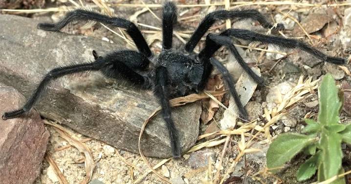 Tarantula Species With Penis That Dwarfs Body Discovered By Stunned Scientists