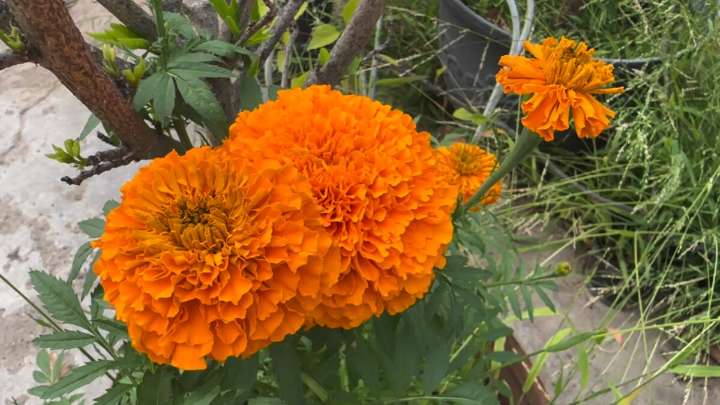 Your guide to growing marigolds for a Day of the Dead altar