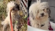 Stray Dog Found In Bushes In South Carolina Shocks Rescuers With Her Big Secret
