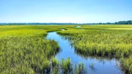 Branch County Conservation District to host wetlands educational event