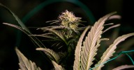 City Council, Mayor differ on marijuana tax revenue plans