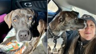 Heartbreak As Dog In New York Shelter Is Too Scared After Being Let Down By Owners