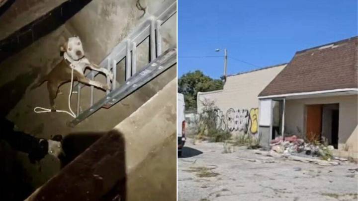 Indiana Resident Investigates Strange Sounds Coming From Empty Laundromat And Finds An Unexpected Surprise