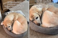 Dog Devastated as Sibling Dies—Tears at What He Still Does 5 Months Later