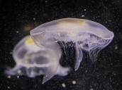 Salud lanza recomendaciones para evitar los efectos nocivos de las picaduras de medusa