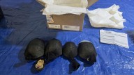 Man admits trying to smuggle 850 protected turtles valued at $1.4 million to Hong Kong