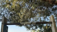 El PSOE denuncia el “grave” deterioro del Parque Mártires de la Libertad