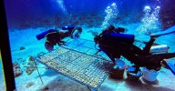 El arte de sembrar corales: premian a Dislicores por convertir vidrio en vida marina