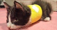Humane Society seeks community support for injured kitten