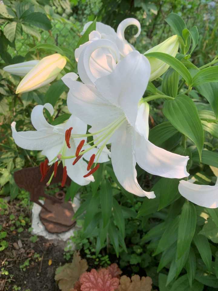 The City Gardener: Luscious Lilies