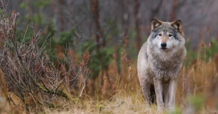 Judge rules U.S. Fish & Wildlife Service violated ESA over western wolves