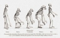 Descubriendo los genes que permitieron a nuestros antepasados ​​caminar erguidos