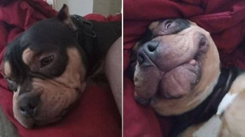 Dog Stolen: American Bulldog reunited with owner after it was stolen on subway in the Bronx