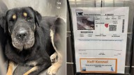 Drone Search In California Reveals Missing Husky Unexpectedly Surrounded By Bear Friends