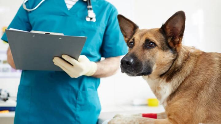 Los veterinarios crean una guía internacional con seis pilares para cuidar mejor de perros y gatos