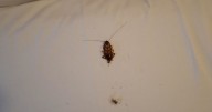 Warwickshire family holiday ruined by 'cockroach infestation'