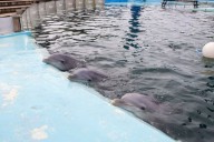 Escándalo marplatense. Habló el titular de la Fundación Fauna Argentina sobre las fotos virales de los delfines del Aquarium: “Es una vergüenza”