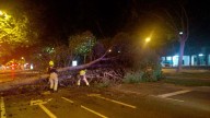 Un árbol cae de madrugada sobre la catenaria del tranvía en plena avenida María Zambrano de Zaragoza