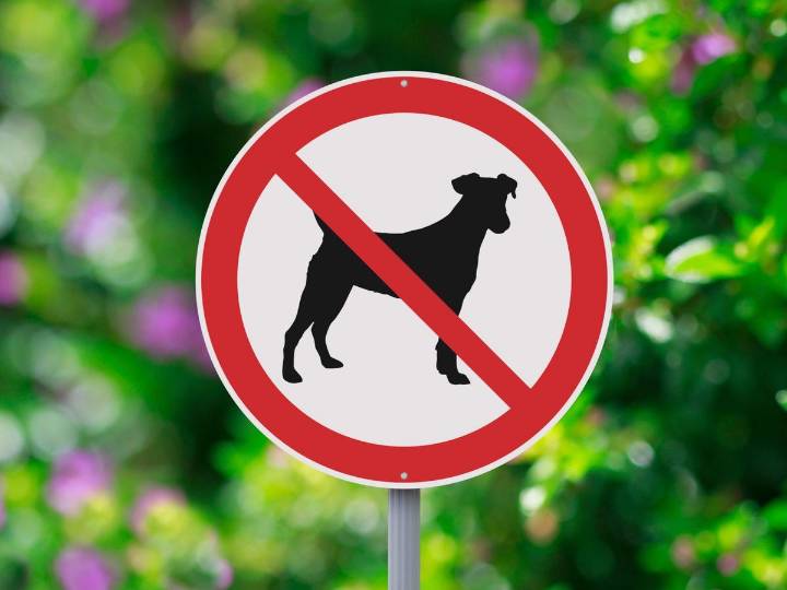 What do you do, with a doggy number two?