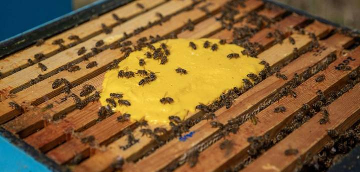 Scientists Engineer Yeast to Create Honey Bee Superfood
