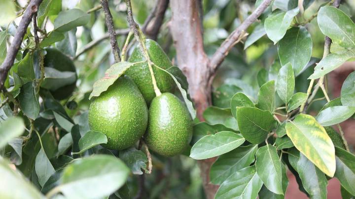 Marruecos pierde la mitad de la producción de aguacate debido a la sequía
