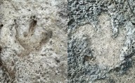 Acrocantho-what? This dinosaur’s footprint was found in the Austin area after the July floods – Houston Public Media