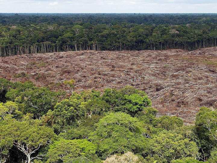 Nuevo fondo global busca frenar la tala con pagos de cuatro dólares por hectárea de selva