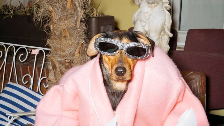In the Dog Days of Summer, Canines Model the Hottest Sunglasses of the Season