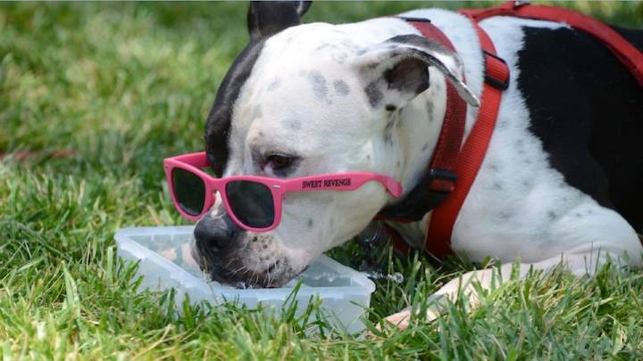 Protect your pets during San Diego’s heat wave