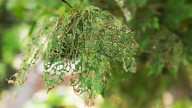 The Common Pest That Wreaks Havoc In New York Gardens (& What To Do About It)