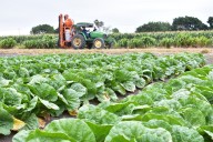 Tamaulipas, líder nacional en agricultura y exportación de ganado