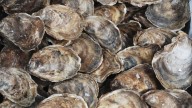 Utah County norovirus outbreak potentially caused by frozen oysters from South Korea