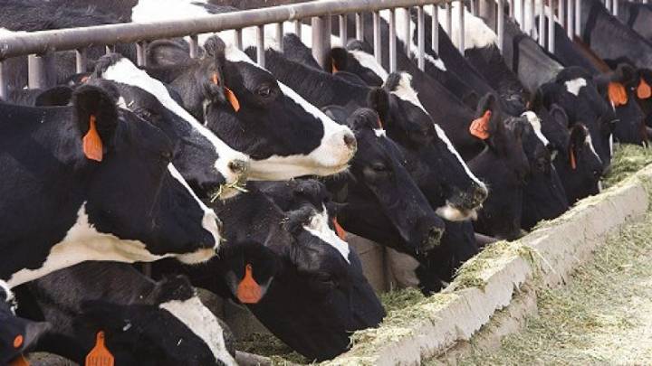 Appeals court unanimously upholds DNR authority over permit requirements for large farms