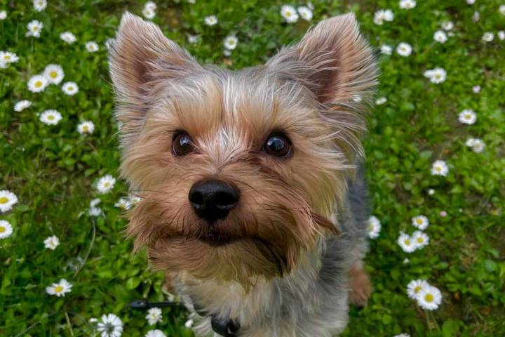 11 Dog Breeds With Tiny Bodies And Big Personalities