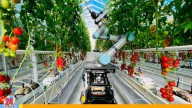 China crea el primer robot especializado en selección agrícola inteligente