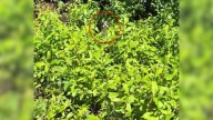 Mississippi Woman Sees Someone Furry Hiding In The Grass, Then Makes A Shocking Realization