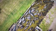 Wildlife group sues Florida over approval of septic tank to protect manatees in Indian River Lagoon