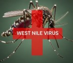 West Nile Virus detected in mosquito sample in Mercer County